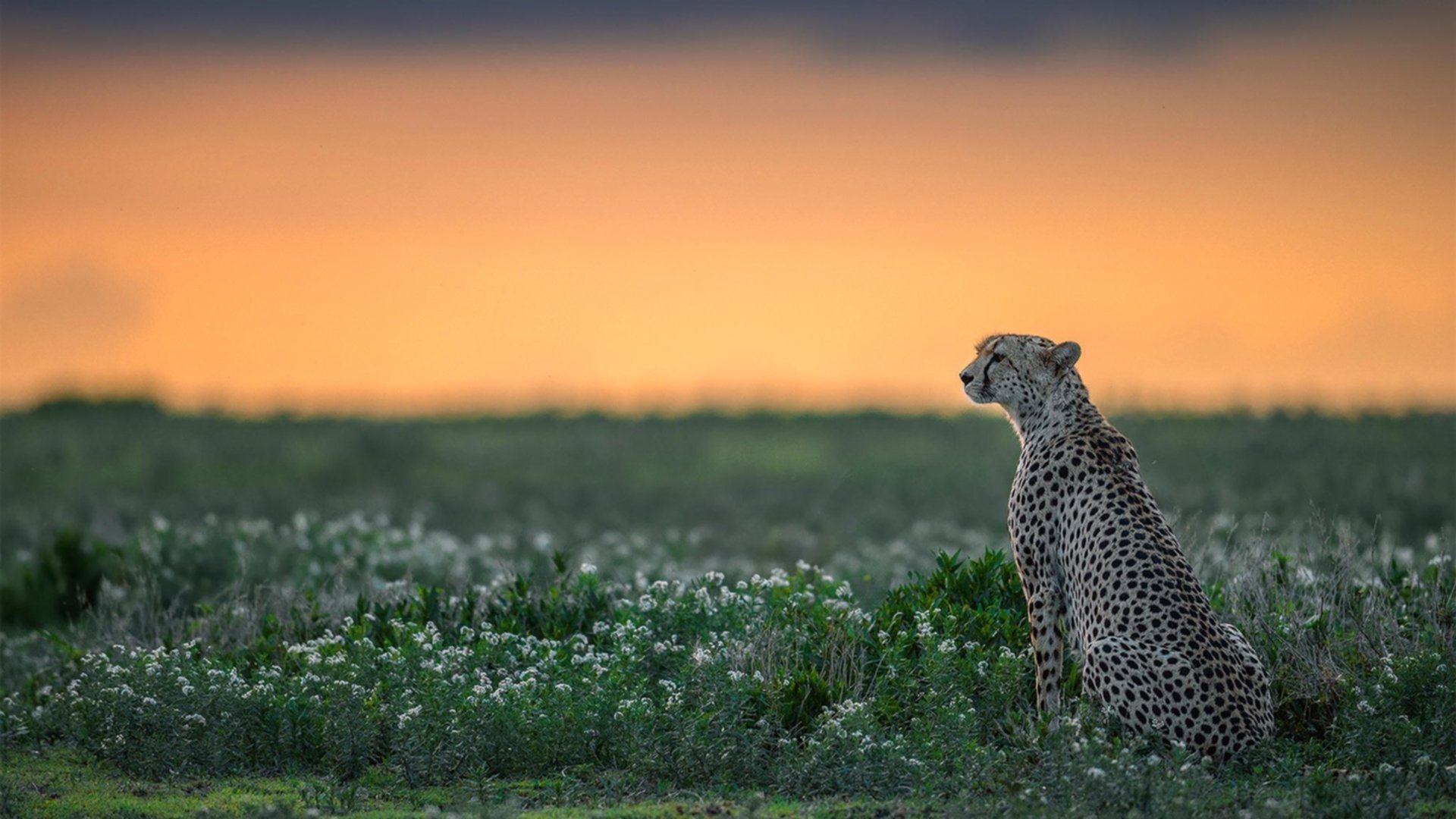 _篮球技巧培训营:打造未来巨星_,2021篮球培训